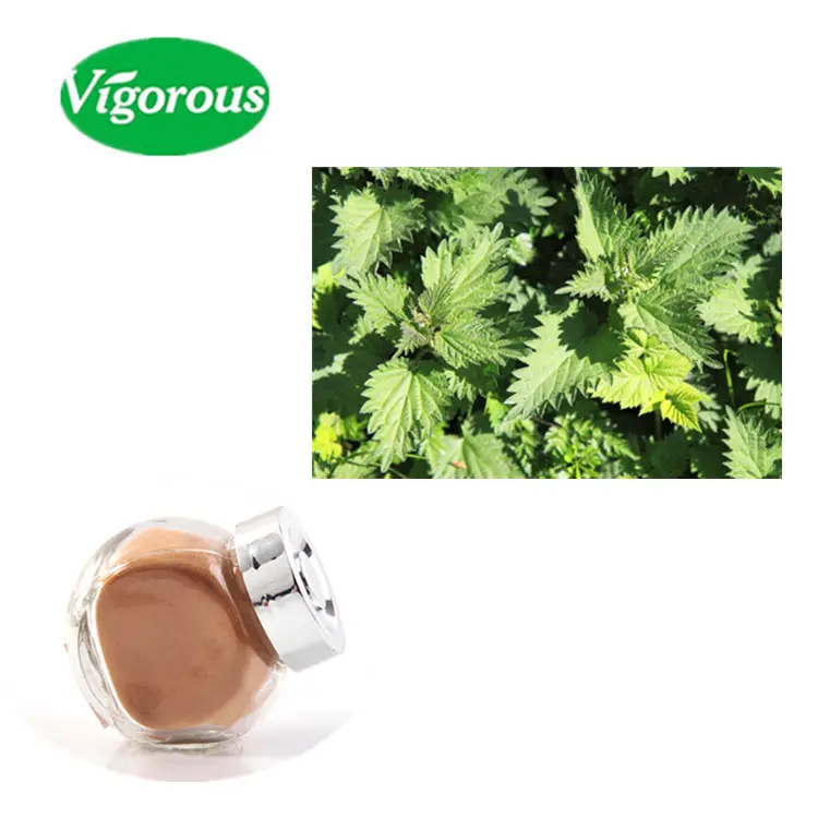 Urtica Dioica Extract/Brandnetel Kruid Poeder/10:1 Brandnetel Wortel Extract