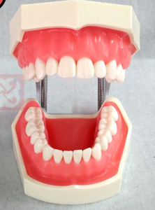 Standard permanent austauschbare Zähne Modell Typodont 28 Stück <span class=keywords><strong>Nissin</strong></span> Zähne Modell - Product Image 3