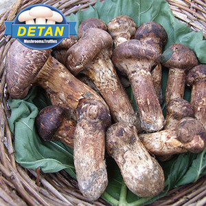 Detan fresco salvaje <span class=keywords><strong>tricholoma</strong></span> <span class=keywords><strong>matsutake</strong></span> - Product Image 1