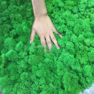 Mousse de renne stabilisée par <span class=keywords><strong>mur</strong></span> de mousse véritable fraîche naturelle de l'usine du Yunnan pour les décorations de remise des diplômes - Product Image 5