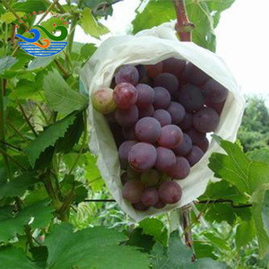 Thân thiện với môi không thấm nước thoáng khí chống UV Túi bảo vệ cho nho/Xoài/rồng cây ăn quả UV kháng - Product Image 4