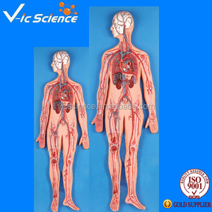 मानव शरीर चिकित्सा विज्ञान शिक्षा मॉडल पेशेवर रक्त परिसंचरण - Product Image 2