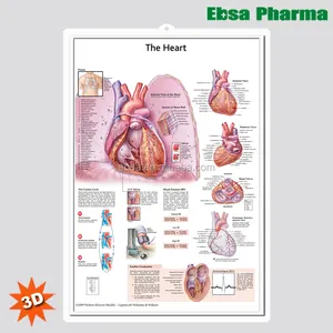 3D 医学人体解剖图-带有标记的心脏海报