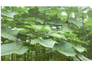 מפעל אספקת המחיר הטוב ביותר צמחים צעירים hotsale paulownia - Product Image 4