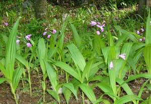 100% nổi tiếng thảo mộc bai Ji khô tự nhiên toàn bộ phổ biến bletilla giả bóng đèn từ Trung Quốc - Product Image 6