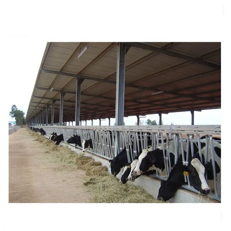 Economische China melkkoe vee melkmachine farm shed barn gebouw met fencing