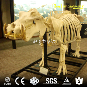 <span class=keywords><strong>My</strong></span> Dino AS010 — squelette, Animal artificiel, hippopotame, grande taille - Product Image 5