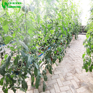Tunnel Kas/Kokosnoot Teelt Apparatuur/Indoor Hydrocultuur Teeltsystemen - Product Image 3