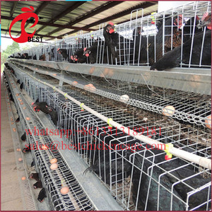 Cages de batterie de petites taille pour batterie de volaille,, prix le plus bas, convient aux animaux marins de poulet, de haute qualité - Product Image 5