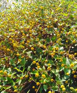 Hotsale Nút Khô Acmella Oleracea Khô Tự Nhiên Của Trung Quốc - Product Image 4