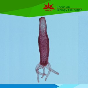 Individual diapositiva <span class=keywords><strong>mitosis</strong></span>-cebolla raíz punta L. S. Biología <span class=keywords><strong>mitosis</strong></span> preparado diapositivas para la enseñanza de la escuela - Product Image 4