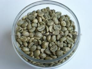 Grano de café verde extracto de 50%; 60% de ácido clorogénico - Product Image 3