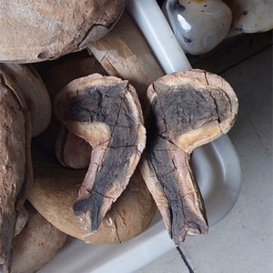 Venda por atacado bem preservado milhão de fólios de peixe antigos naturais com ambos os lados para decoração ou presente - Product Image 6