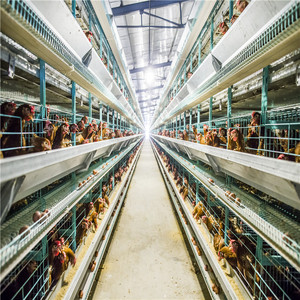 Diseño Automático alimentación beber 120 capas jaula <span class=keywords><strong>pollo</strong></span> aves de <span class=keywords><strong>corral</strong></span> para la venta - Product Image 4
