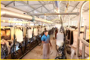 KLN glass recorder type dairy farm milking parlor