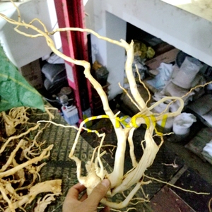 Groothandel <span class=keywords><strong>Aquarium</strong></span> Drijfhout Azalea Wortels 30-60Cm - Product Image 2