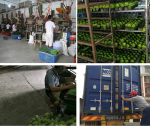 Cây Mọng Nước Nhân Tạo Mini Cây Xanh Không Trồng Trong Chậu Hoa Mọng Nước Chọn Thân Cây Số Lượng Lớn Trang Trí Bàn DIY - Product Image 6