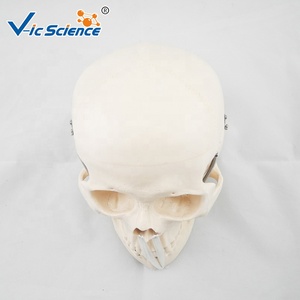 Модель черепа из ПВХ - Product Image 4