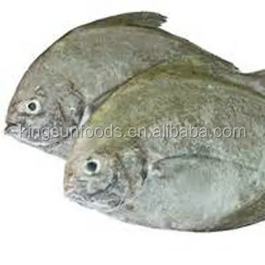 Ikan Pomfret Hitam Beku Bulat Seluruhnya