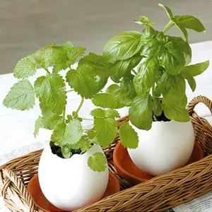 Sáng Tạo Mini Cây Cảnh Văn Phòng Vườn Nhà Lucky Egg Flower Pot