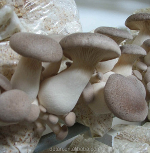 Detan Eryngii Champignons Journaux/la <span class=keywords><strong>Culture</strong></span> des Champignons <span class=keywords><strong>Kit</strong></span> - Product Image 5