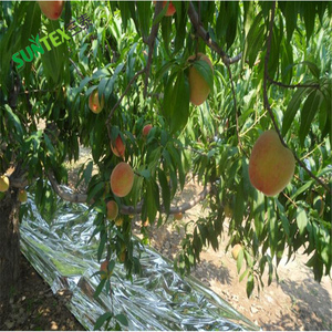 Film polyester métallisé en <span class=keywords><strong>aluminium</strong></span> réfléchissant <span class=keywords><strong>argent</strong></span>é Film plastique réfléchissant PE pour la couverture du sol des vergers - Product Image 2