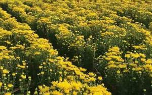 ที่สวยงามสีทองกลีบขายส่งธรรมชาติแห้งดอกเบญจมาศสีเหลืองดอกไม้ชาสำหรับขาย - Product Image 3