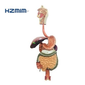 Human Biological Anatomical <strong>Digestive</strong> <strong>System</strong> <strong>Model</strong> - Product Image 1