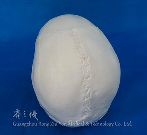 Mô Hình Hộp Sọ Người Bằng Nhựa, Bộ Xương Sọ <span class=keywords><strong>3D</strong></span> - Product Image 5