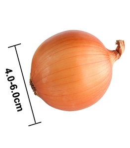 Trung Quốc Sơn Đông Hành Vàng Với Số Lượng Lớn Xuất Khẩu Tại Trung Quốc - Product Image 2