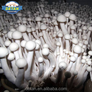 Detan Haixian Spawn/Journaux Champignon Graines - Product Image 1