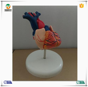 Bix-a1068 kích thước tự nhiên con người giải phẫu Mô hình trái tim tiên tiến PVC giảng dạy bền tài nguyên cho y tế khoa học - Product Image 5