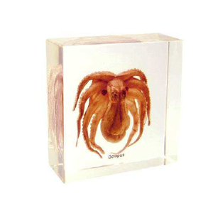 Modelo de Esqueleto de Pulpo Acrílico Gelsonlab HSBS-090, Ciencia Médica, Zhejiang - Product Image 1