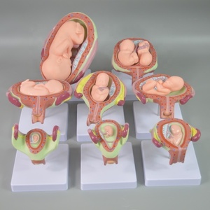 Embryonaal Ontwikkelingsproces Anatomie Model Bevalling Model - Product Image 2