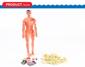 Trẻ em giáo dục Thân bộ xương cơ thể con người đồ chơi câu đố giải phẫu mô hình cho giá rẻ/maqueta cuerpo humano - Product Image 5