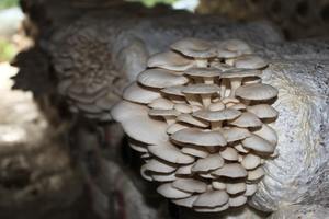 Chuyên nghiệp Nấm Sò <span class=keywords><strong>P.E.</strong></span> - Product Image 3