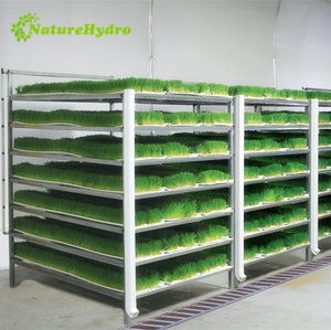 Weizengras hydrokultur wachsen container gerste futter regale system