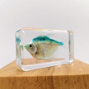 Echte grüne Fisch konservierte Proben taxidermie, eingebettet in das biologische Modell des Harzes, hilft Schul ausrüstung bedarf - Product Image 2