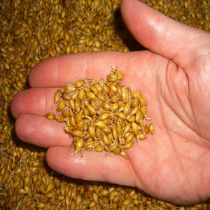 Alta calidad GMP Natural Kosher extracto líquido de <span class=keywords><strong>Malta</strong></span> - Product Image 4