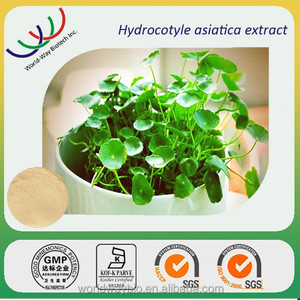 Ücretsiz örnekleri gotu kola ekstresi tozu, Çin tedarikçisi toplu satış 70% asiaticoside yüksek kalite gotu kola bitki özü - Product Image 3