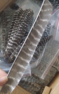 Nature Striped Full Length Cut in Half Long Turkey Feathers Softened Archery Fletchings  18~25cm