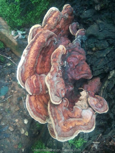 Trametes robiniophila Murr, seta seca, Natural, para la salud, alimentos - Product Image 4