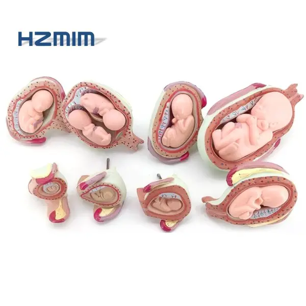 8 частей, анатомическая модель лезвия, 8-этапная модель для развития эмбрионов