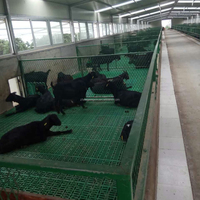 Equipo para Granjas Caprinas, Rejillas de Plástico para Cabras/Ovejas, Venta de Fábrica, Pisos de Plástico para Cabras, Pisos de Rejilla de Plástico para Ovejas