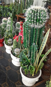 ต้นกระบองเพชรพืชอวบน้ำ,ต้นไม้กระบองเพชรประดิษฐ์ต้นกระบองเพชรสำหรับตกแต่งบ้านและตลาดห้างสรรพสินค้า - Product Image 4