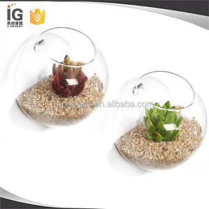 Cápsula de Vidrio para Plantas/Terrario en Venta - Product Image 5