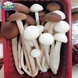 Người Mua Nấm Ăn Được Hình Trụ Agrocybe Tươi Detan