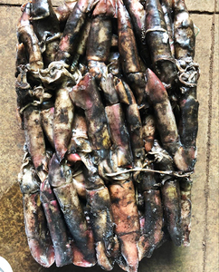 Đông Lạnh Mực Cá Đen Loligo opalescens Mực (Mực) Toàn Bộ Khổng Lồ Mực Giá Cho Philippines Thị Trường - Product Image 4