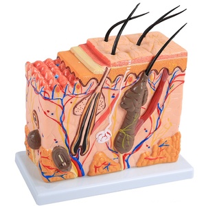 Modello Anatomico della <span class=keywords><strong>Pelle</strong></span> <span class=keywords><strong>Umana</strong></span> con Capelli, Modello Ingrandito della Struttura del Tessuto Cutaneo - Product Image 5