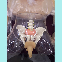 Modelo Médico de Simulación de Cuerpo Humano a Tamaño Real ADA-H3D, Modelo Transparente de Cateterización Uretral Masculina